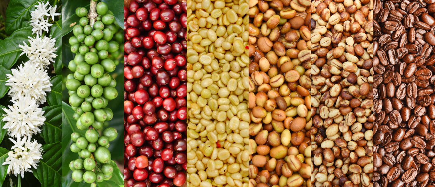 Coffee beans in different stages